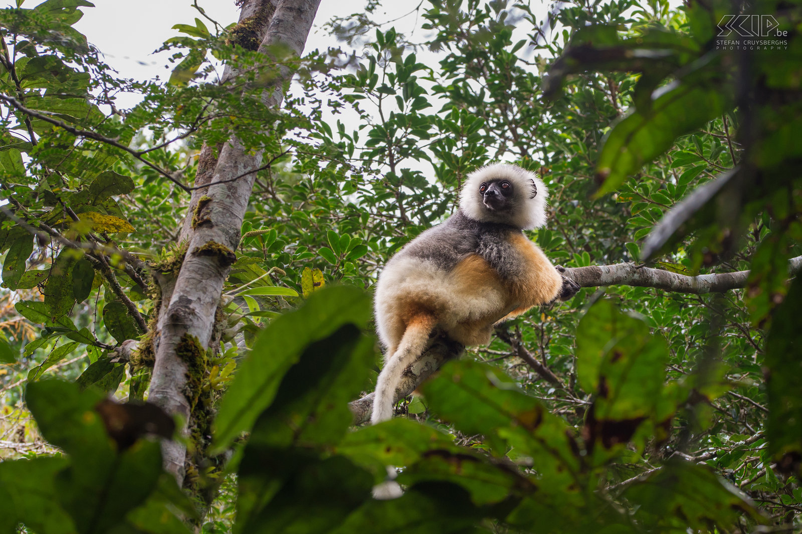 Andasibe - Diademed sifaka We also encountered a large group of beautiful diademed sifaka’s. The diademed sifaka (Propithecus diadema) is an endangered species of sifaka. They live in groups of two to ten individuals and they defend their own territory. Stefan Cruysberghs